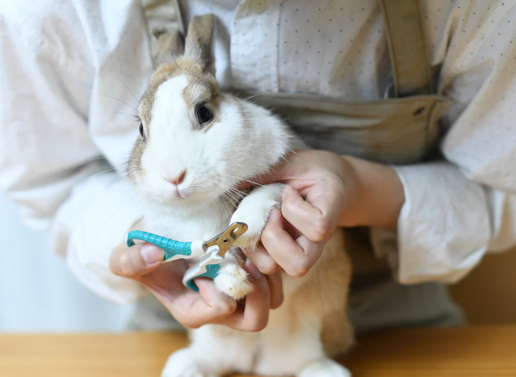 TAVSAN-TIRNAK Hollanda Lop Tavşan Ankara