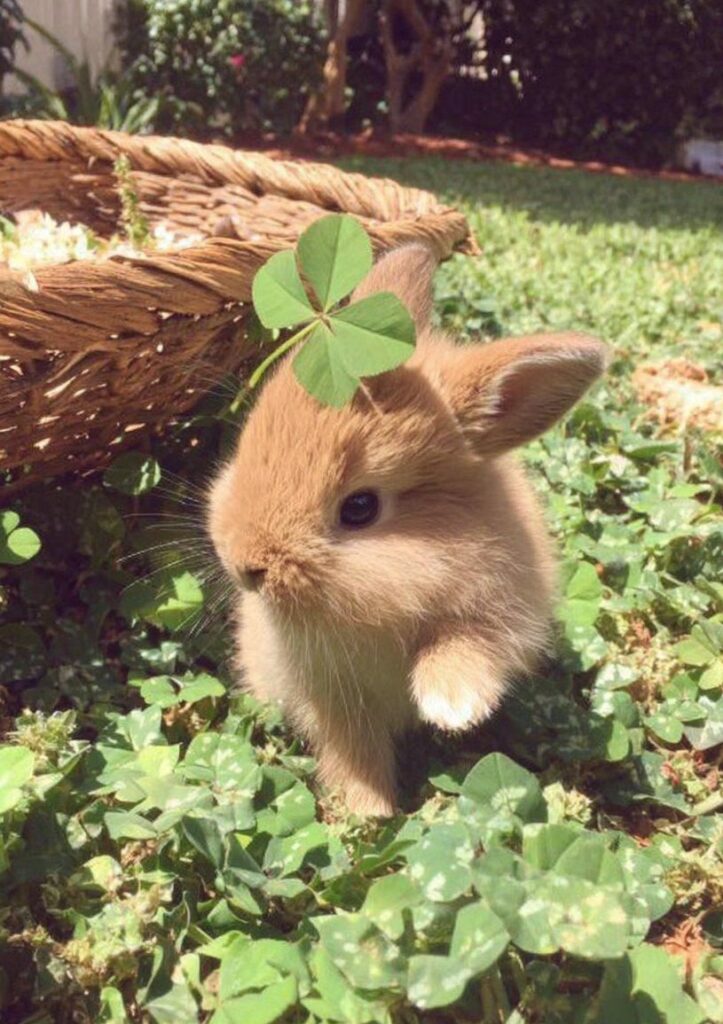 cuce-bebek-tavsan-e1772180307853-723x1024 Ankara Tavşan Sahiplendirme