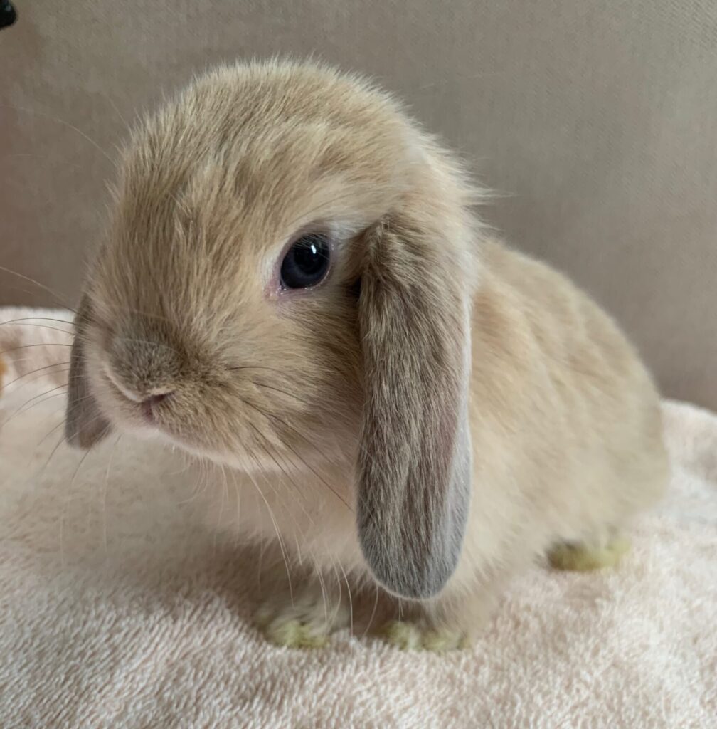 f7213d11-c534-4c05-8720-93fcf3bec90f-scaled-e1772102303861-1008x1024 Çiftliğimizdeki Tavşanlar