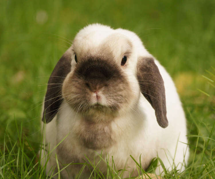 lop-tavsani Çiftliğimizdeki Tavşanlar