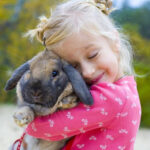 Ankara Evcil Safkan Tavşan