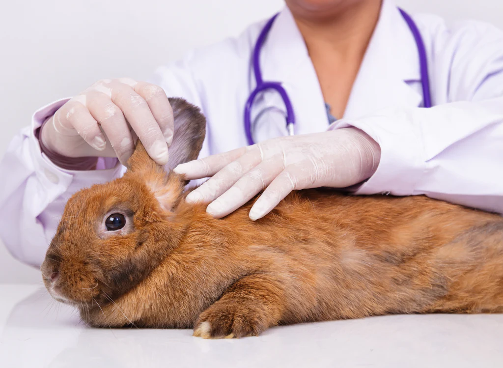 TAVSAN-KULAK-VE-TUY-KONTROLU Sağlıklı Tavşan Seçimi