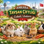 ankara-cubuk-tavşan-sahiplenme