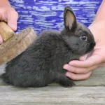 evde tavşan bakımı