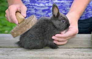 evde tavşan bakımı
