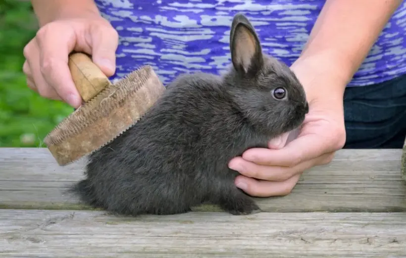 evde tavşan bakımı