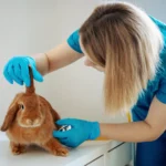 sağlıklı tavşan seçimi