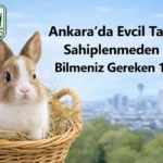 tavşan Sahiplenmeden Önce Bilmeniz Gereken 10 Şey