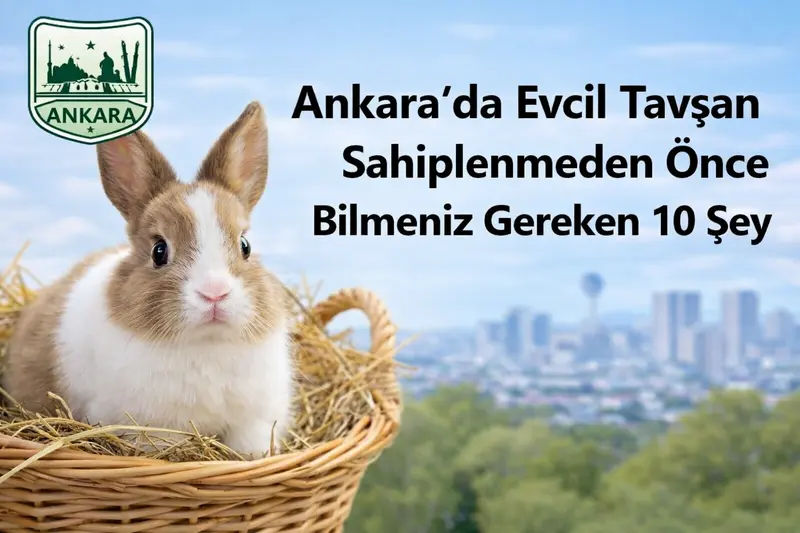tavşan Sahiplenmeden Önce Bilmeniz Gereken 10 Şey