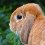 HOLLANDA mini LOP