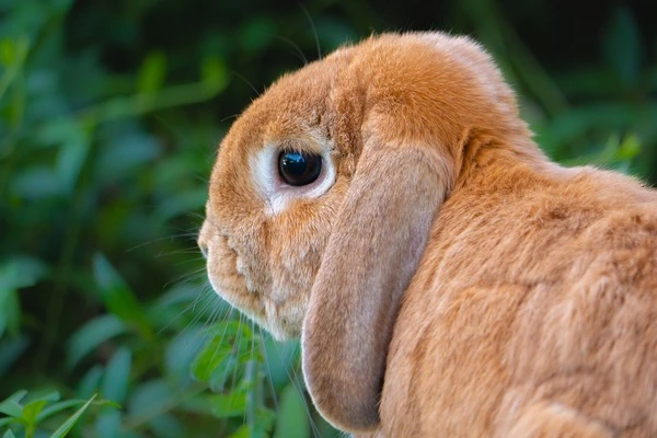HOLLANDA mini LOP